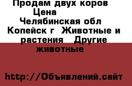 Продам двух коров › Цена ­ 37 000 - Челябинская обл., Копейск г. Животные и растения » Другие животные   